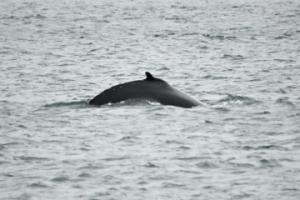 humpback whale