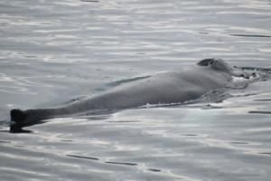 humpback whale