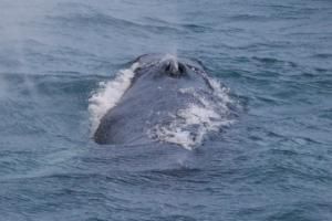 humpback whale
