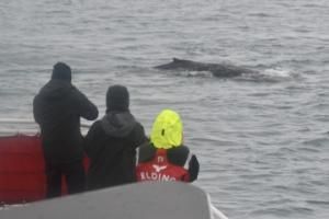 humpback whale and passengers