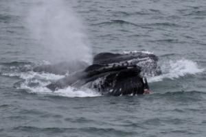 humpback whales lunge feeding
