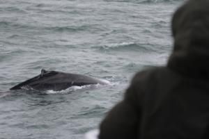 humpback whale and passengers