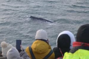 humpback whale and passengers