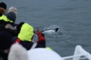 humpback whale and passengers