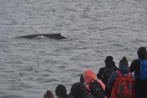 humpback whale and passengers
