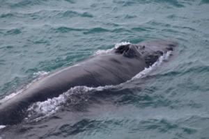 humpback whale