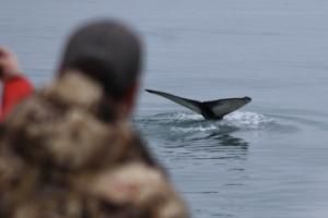 humpback whale and passengers