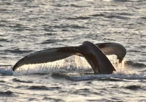 humpback whale fluke