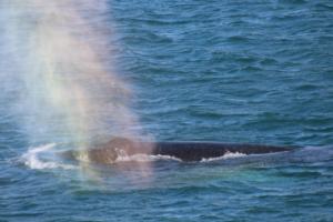 humpback whale