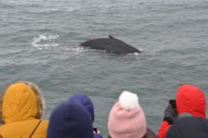 humpback whale and passengers