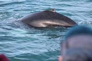 humpback whale and passengers