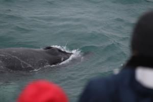 humpback whale and passengers