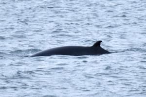 minke whale