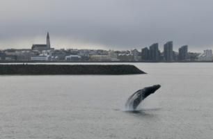 humpback whale breaching in front of Hallgrímskirkja church