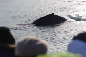 humpback whale and passengers