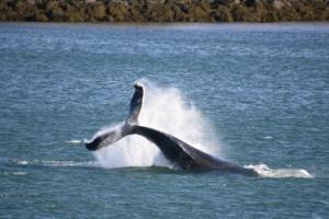 humpback whale peduncle throw