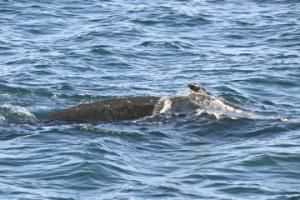 humpback whale