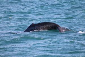 humpback whale