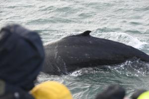 humpback whale and passengers