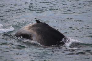 humpback whale