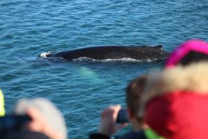 humpback whale and passengers