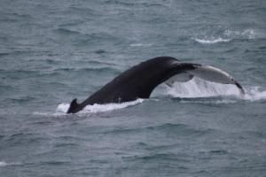 humpback whale fluke