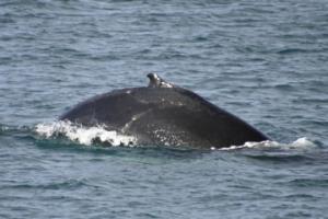 humpback whale