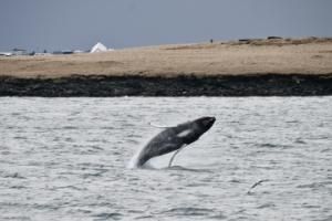 humpback whale breaching