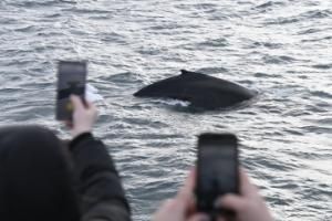 humpback whale and passengers
