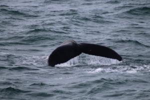 humpback whale fluke