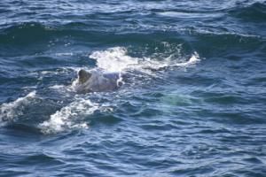 humpback whale