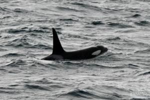 orcas in iceland
