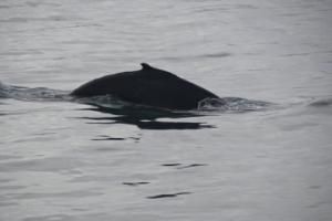 humpback whale