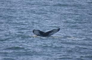 humpback whale fluke