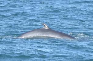 minke whale