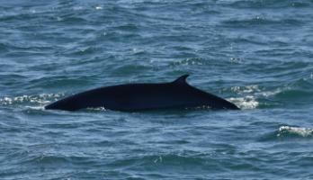 minke whale