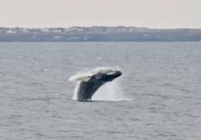 humpback whale breaching