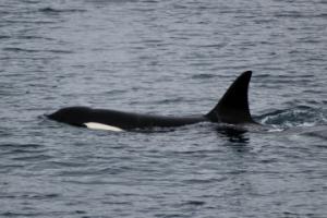 orcas in iceland