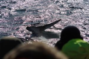 humpback whale and passengers