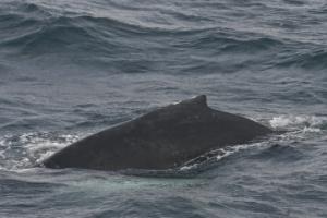 humpback whale
