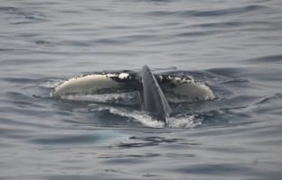 humpback whale fluke