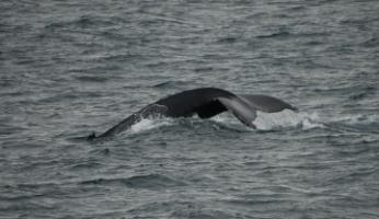 humpback whale fluke