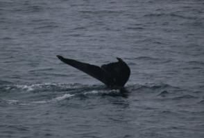 humpback whale fluke