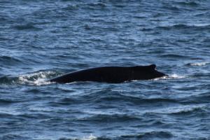 humpback whale