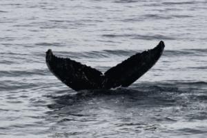 humpback whale fluke