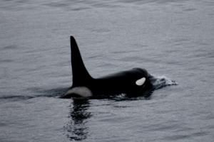 orca male dorsal fin