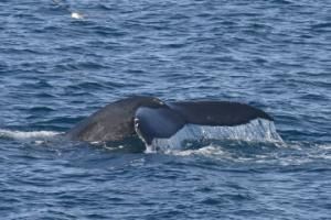 humpback whale fluke