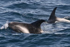 white-beaked dolphins