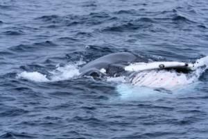 humpback whale rolling