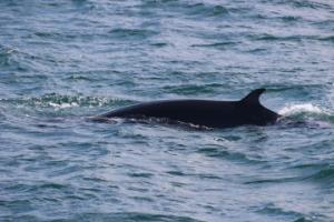minke whale dorsal fin